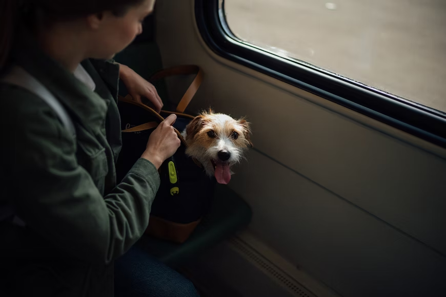 A person carrying their dog