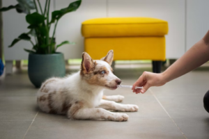 A dog getting vaccinated 