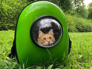 A cat peeping from a pet carrier 