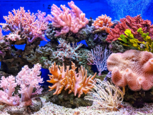 Coral reefs under the sea